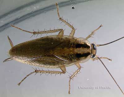 German roach control and extermination