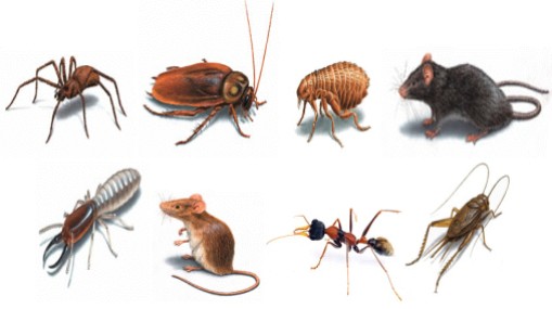 Common household pests treated by Holt Pest Control