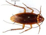 Roach control services in Pinellas and Pasco County
