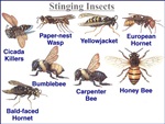 Bee, wasp and yellow jacket removal