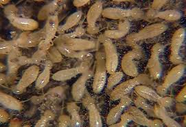 Termite control in Tarpon Springs and Tampa Bay